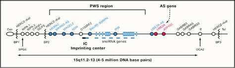 dna replication timinig in prader willi region|prader willi dna.